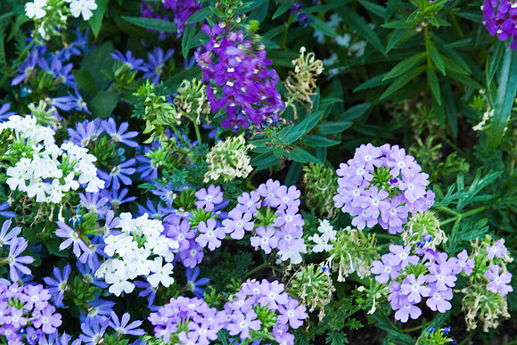 Shades of purple