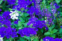 Purple Flower