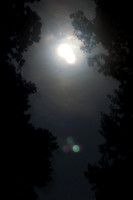 Full Moon with trees