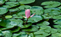 botanicalgarden_0096