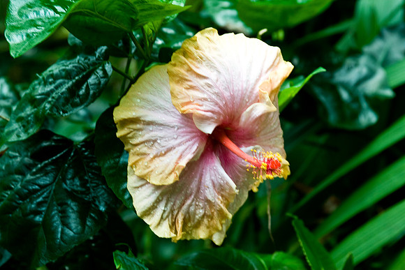 botanicalgarden_0033