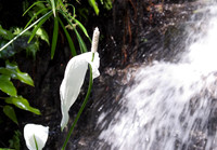 botanicalgarden_0048