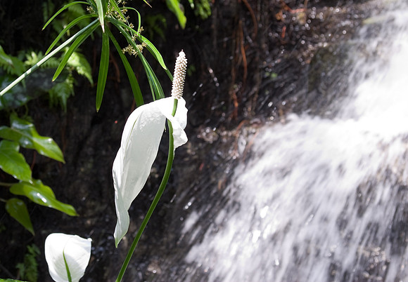 botanicalgarden_0048