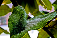 Leaves
