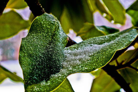 Leaves