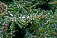Ice covered