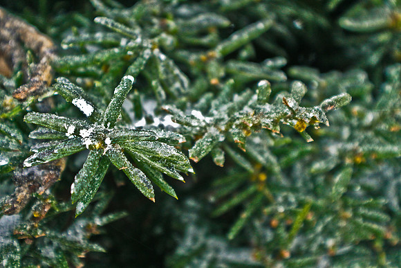 Ice covered