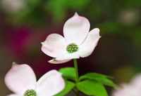 lensbaby_0043