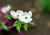 Lensbaby