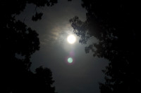 Full Moon behind trees