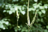 botanicalgarden_0064 copy