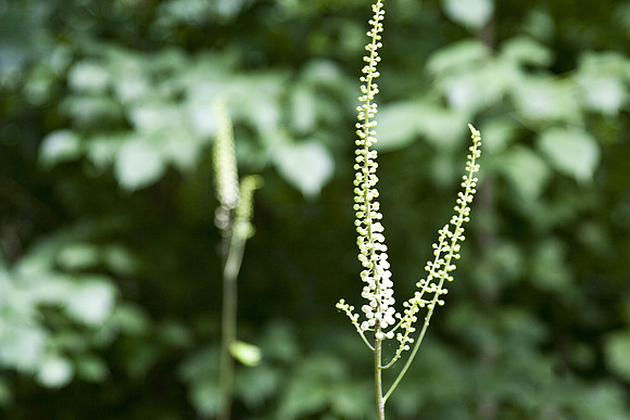 botanicalgarden_0064 copy