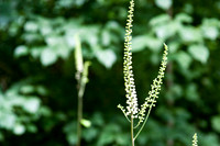 botanicalgarden_0064