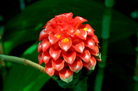 botanicalgarden_0042-HDR