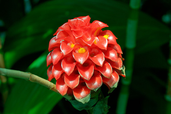 botanicalgarden_0042-HDR