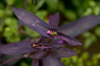 botanicalgarden_0124