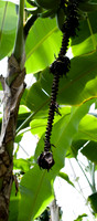 botanicalgarden_0043