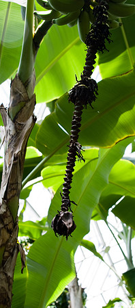 botanicalgarden_0043