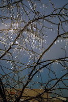 Branches in sun