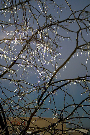 Branches in sun