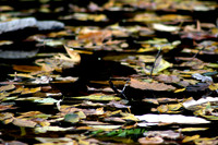 Leaves